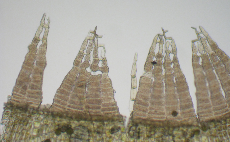Orthotrichum sordidum